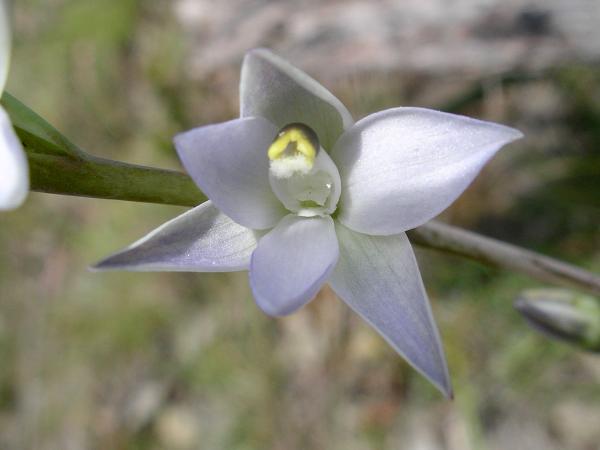 Thelymitra pallidiflora - Pale-Flowered Sun Orchid.jpg